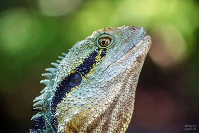 Goanna - photograph by Zero Dean