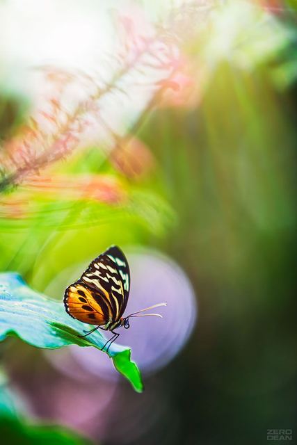 Key West Butterfly 2010 A - photograph by Zero Dean