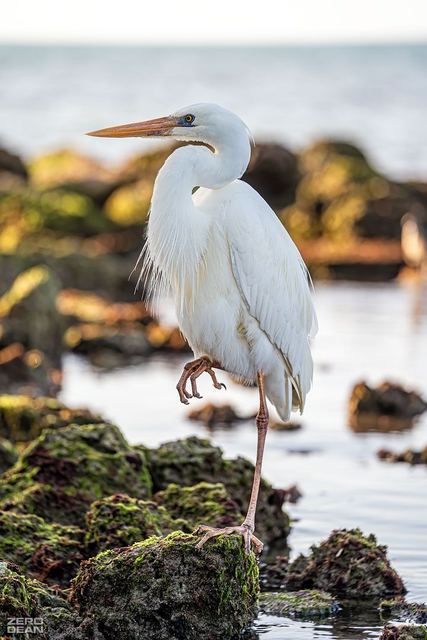 Key West Heron - photograph by Zero Dean