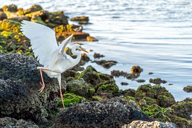 Key West Heron - photograph by Zero Dean