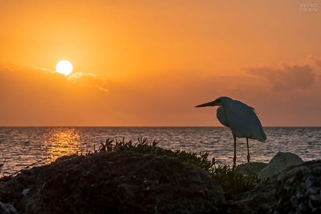 Key West Heron - photograph by Zero Dean