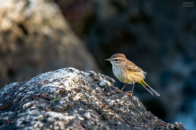 Key West Palm Warbler - photograph by Zero Dean