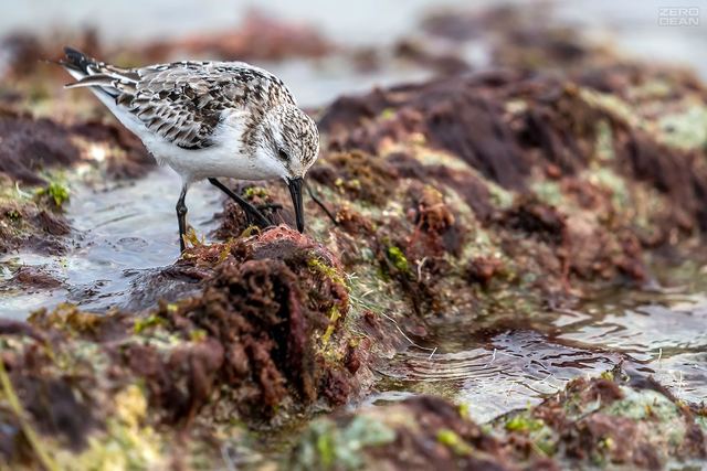 Key West Sanderling - photograph by Zero Dean