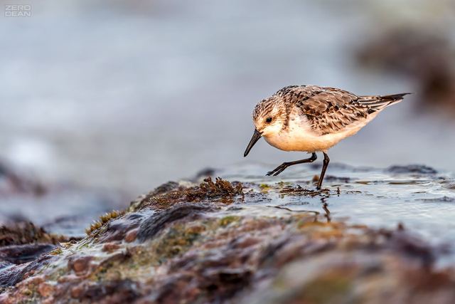 Key West Sanderling - photograph by Zero Dean