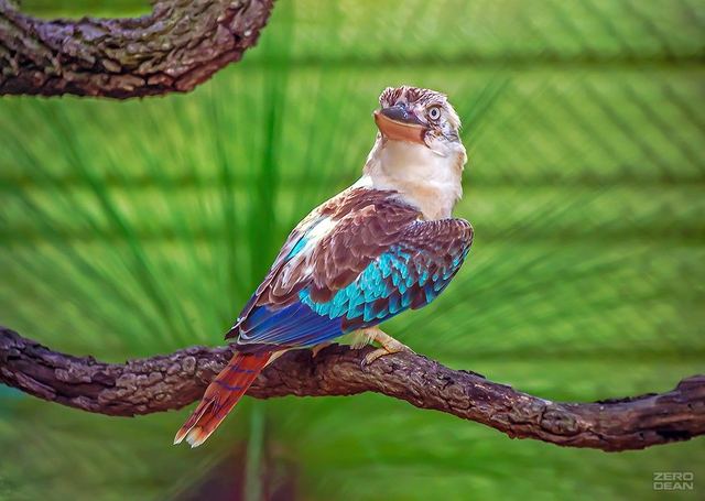Kookaburra - photograph by Zero Dean