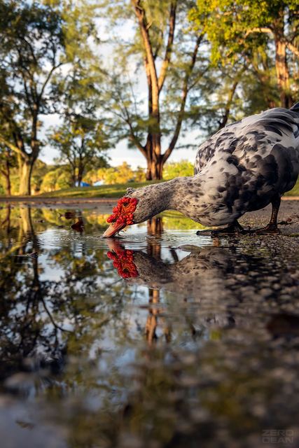 Muscovy Duck 1 - photograph by Zero Dean