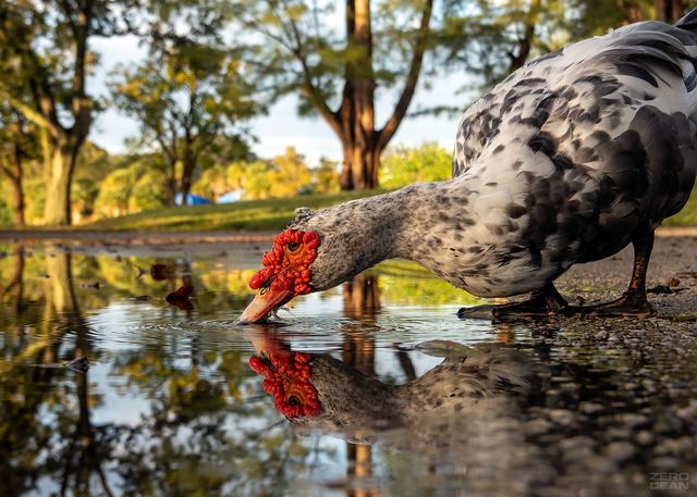 Muscovy Duck 1B - photograph by Zero Dean