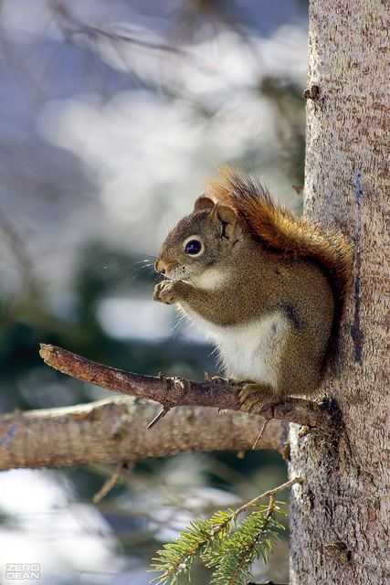 Squirrel D30 - photograph by Zero Dean