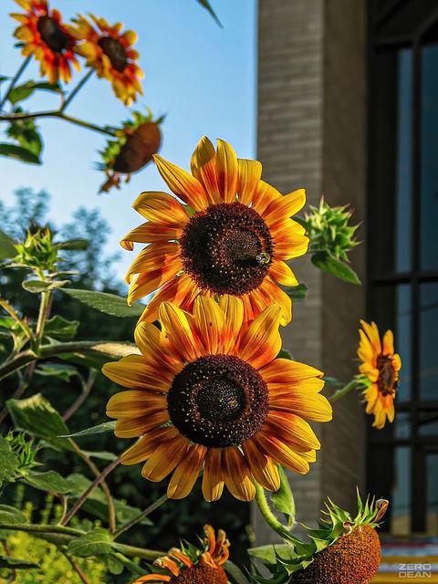 Sunflowers Beautiful Chaos - photograph by Zero Dean