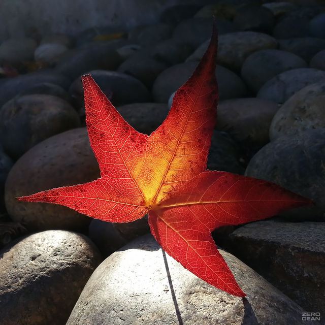 Sunny Leaf Galaxy 3 - photograph by Zero Dean