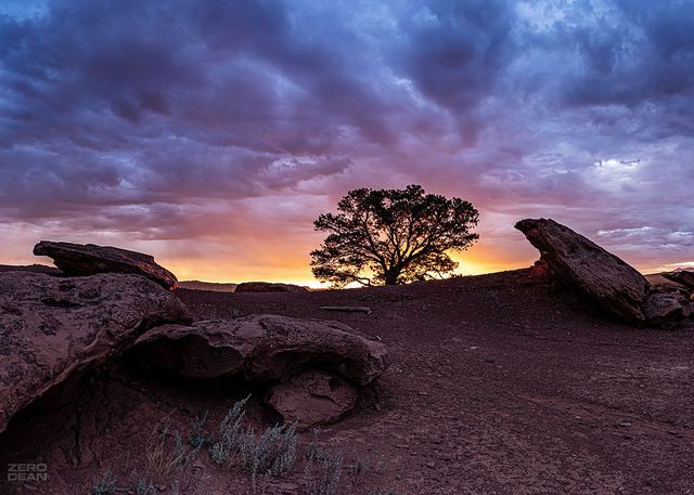 Utah Sunrise Tree - photograph by Zero Dean