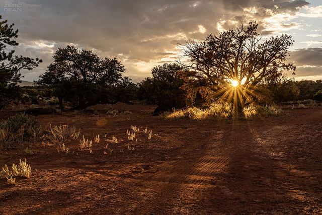 Utah Sunset Tree - photograph by Zero Dean